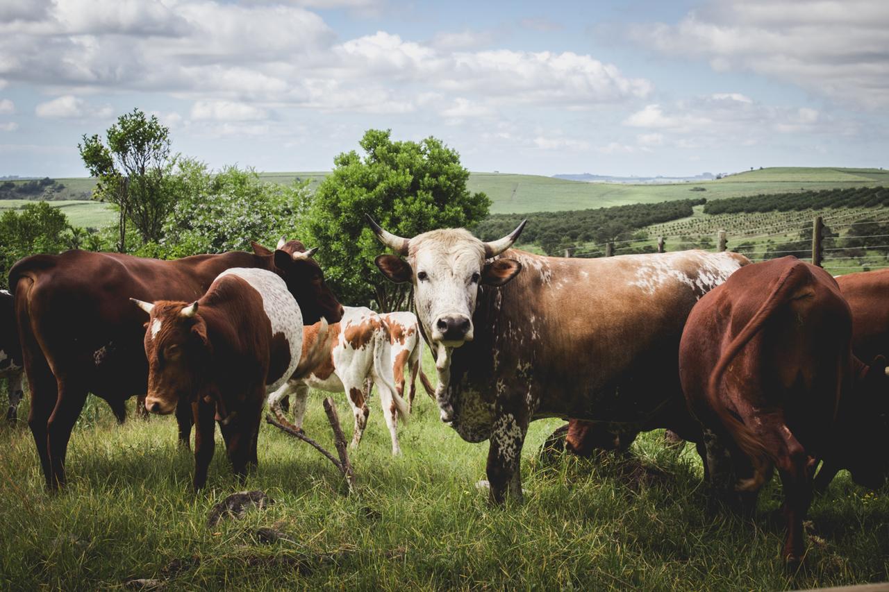 Oribi Gorge Guest Farm Ξενοδοχείο Glendale Εξωτερικό φωτογραφία